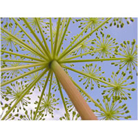 Angelica archangelica Organic