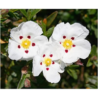 Cistus ladaniferus aka Labdanum