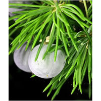Juniper Berry