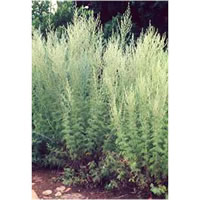 Lanyana (Artemesia family)