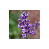 Lavender Bulgarian Organic