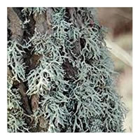 Oakmoss Absolute