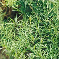 Tarragon
