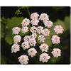 AniseSeed (Pimpinella anisum)