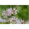 Bergamot Peel