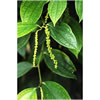 Black Pepper Select