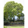 Camphor