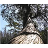 Cedarwood Atlantica