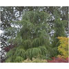 Cedarwood Himalaya