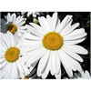 Chamomile Roman Organic