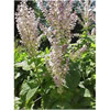 Clary Sage