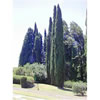 Cypress