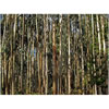 Eucalyptus radiata