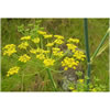 Fennel Sweet
