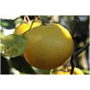 Grapefruit Peel Pink CP