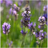 Lavender French Medicinal Quality