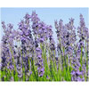 Lavender French Gold Label