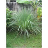 Lemongrass