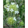 Marjoram Spanish