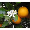 Orange Peel Sweet CP
