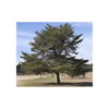 Pine Needle Black