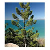 Pine Needle Scotch