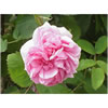 Rose damascena Absolute