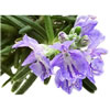 Rosemary Wild (Tunisian)