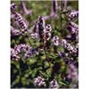 Spearmint Farwest Native