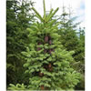Spruce Needle Black (Picea mariana)