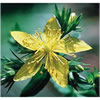 St John�s Wort