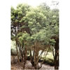 Tea Tree Organic