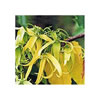 Ylang Ylang #1