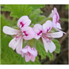 Geranium Bourbon